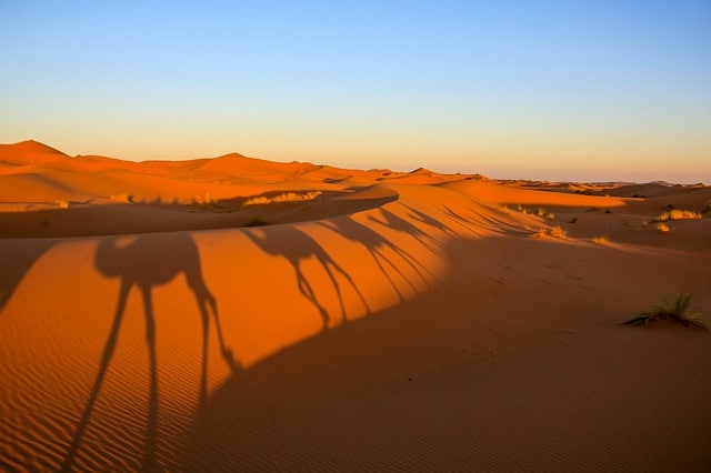 morocco Sahara camel Trekking