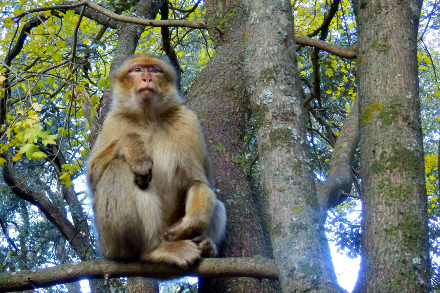 2 Days Desert Tour from Fes to Marrakech,